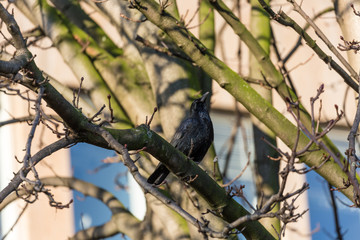 Crow on branch