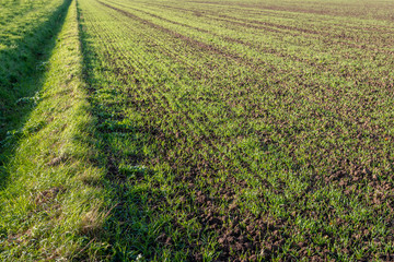 Wall Mural - Recently sown grass in long rows growing in crumbled earth