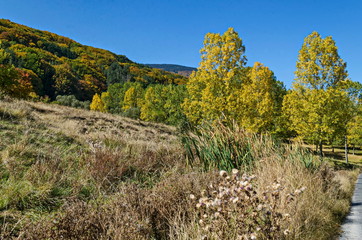 Canvas Print - Colorful autumn landscape of yellow autumnal trees, coniferous and deciduous forest with glade in the Vitosha mountain, Bulgaria 