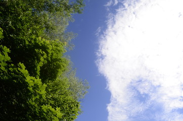 blue sky and trees