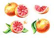 Fresh Grapefruit compositions set. Watercolor hand drawn illustration, isolated on white background