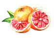 Fresh juicy grapefruit with half and slice. Watercolor hand drawn illustration, isolated on white background