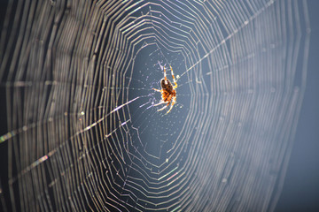 Orb Weaver Spider in the sunshine