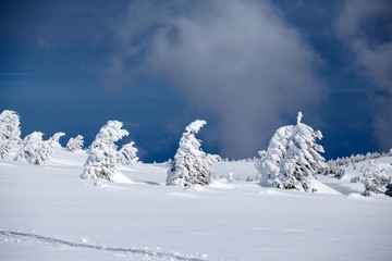 Snowy fir trees