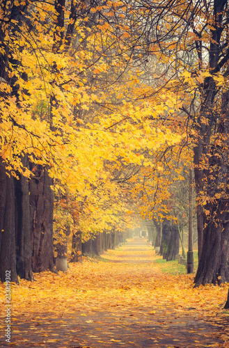 Zdjęcie XXL Jesieni kolorowa drzewna aleja w parku, Krakow, Polska