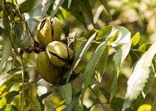 Pecan Nuts Ripening On The Tree. Selective Focus Used
