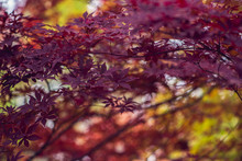 Gorgeous Purple Fall Autumn Foliage On A Japanese Maple Tree