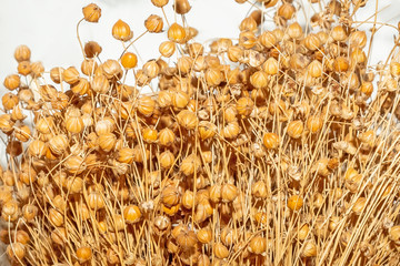 Bouquets of ripe flax 