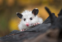 Opossum Joey (Didelphimorphia) Peers Over Log