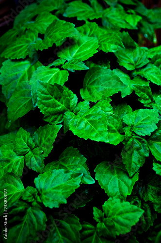 Cuadros en Lienzo A lush healthy green patchouli plant is wet from being rained on making colors more intense
