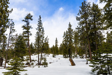 Landscape In Van Sickle Bi-State Park On A Winter Day; South Lake Tahoe, California