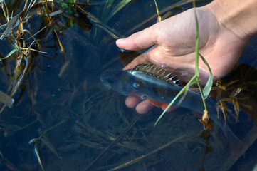 Caught trophy fish in the hands of a fisherman. Freshwater perch. Spinning sport fishing. Catch and release