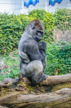 Portrait Of A Western Lowland Gorilla In Loro Parque, Tenerife,