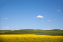 Yellow Field And Blue Sky