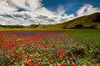 © PATMALUPHOTO - Lentil field and wildflowers, Castelluccio di Norcia, Umbria, Italy