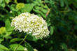 © Lastovetskiy - White inflorescence of smooth hydrangea (Hydrangea arborescens)