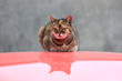 Kot na dachu czerwonego samochodu.