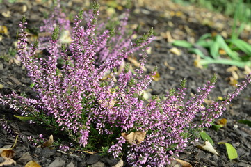 Wall Mural - Closeup common heater or calluna vulgaris Lena with blurred background at fall garden