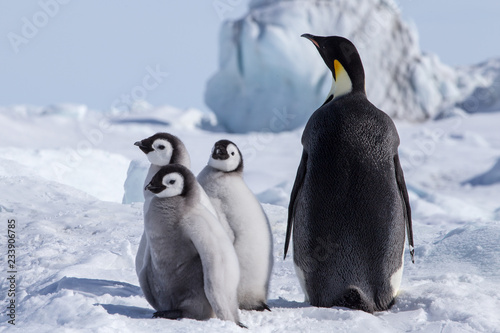 Fotografia Emperor Penguin Chicks at Snow Hill Emperor Penguin Colony, October 2018