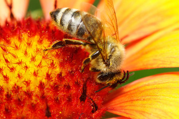 Bee