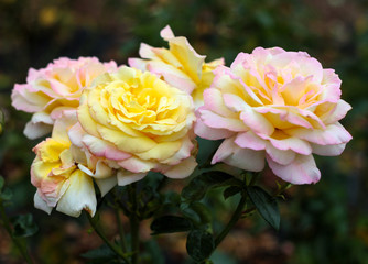 beautiful flowers in nature in the botanical garden