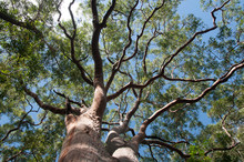 Eucalyptus Tree View From Below With Blue Sky,Sydney,Australia