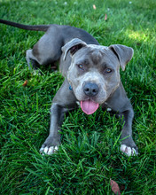 Pit Bull Dog Free Stock Photo - Public Domain Pictures