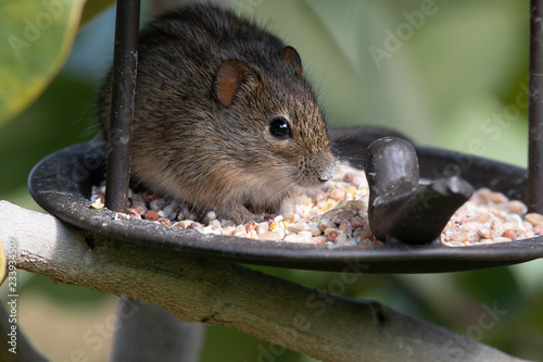 Rhabdomy Or 4 Striped Mouse Eating Bird Seed From Bird Feeder