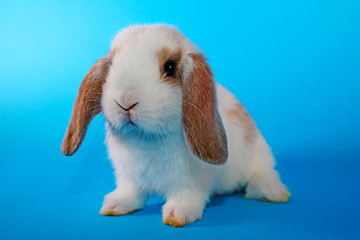 Wall Mural - Cute mini lop Rabbit on blue blackground