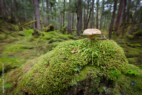 Fotografie, Obraz Lone edible wild mushroom in the big forest a foraging treat