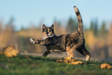Fototapeta Koty - Funny cat playing in autumn