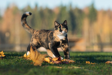 Wall Mural - Funny cat playing in autumn