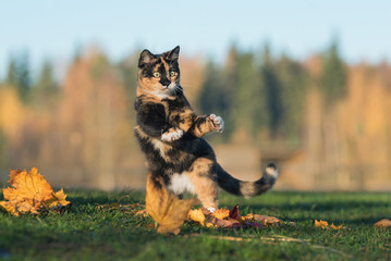 Funny cat playing in autumn