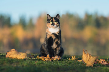 Wall Mural - Cat sitting on the lawn with falling leaves in autumn