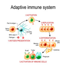 Adaptive Immune System From Antigen Presentation To Activation Of Other Immune Cells