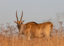 LArge Eland In The Long Grass