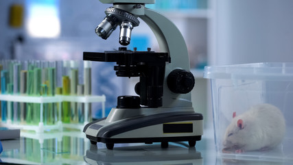 White test rat sitting in plastic box near microscope, laboratory research