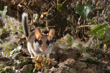 Garden Dormouse, Eliomys Quercinus, Looking For Food In The Countryside