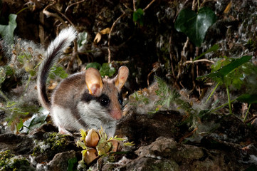 Garden Dormouse, Eliomys Quercinus, Looking for food in the countryside