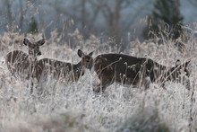White-tailed Deer In Frosty Field.