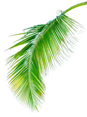 Green palm leaf isolated on white background