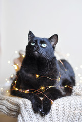 Wall Mural - black cat in fairy lights