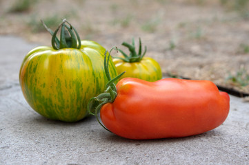 Group of ripened tomatoes in two boxes, red and green fruits after harvest, ready to eat