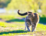 Fototapeta Koty - pair of cute beautiful striped loving cats hugging the green meadow raising their tails on a  spring day