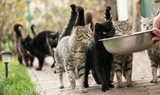 Fototapeta Koty - Snarling funny tabby cat requiring food