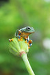 Tree frog, flying frog sits on the lotus leaf bud