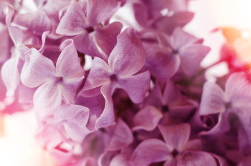  Lilac flowers. Purple spring flowers. Floral background