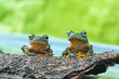 Flying frogs sitting on wood, tree frogs