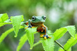 Java frog, tree frog, flying frog