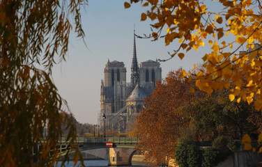 Poster - Notre Dame cathedral, side view with fall tree leaves, Paris .